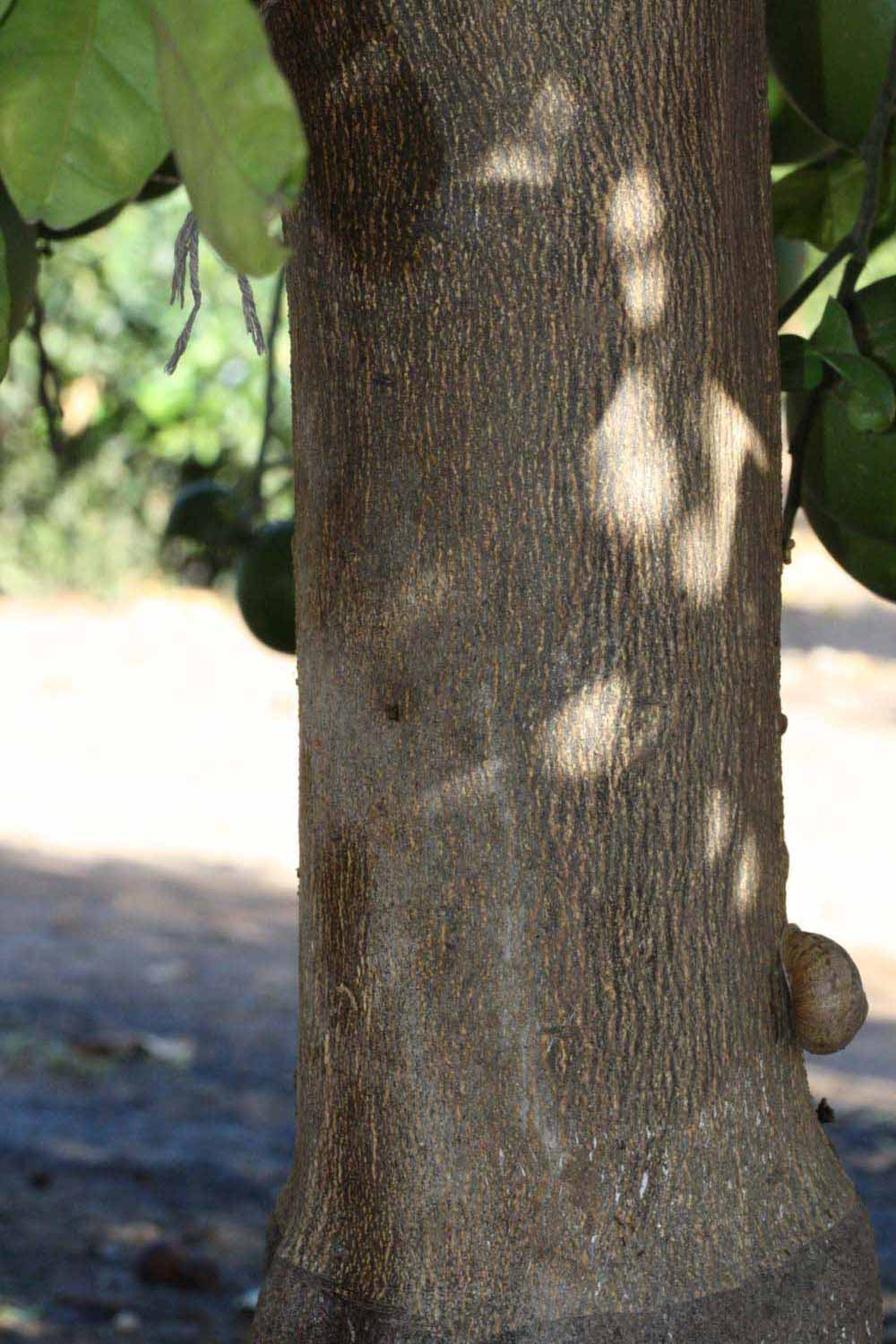            Bark (Riverside, CA)   